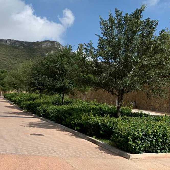 Los Encinos de San Roque Arboles